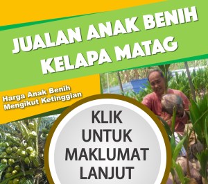 kelapamatagrazak161115